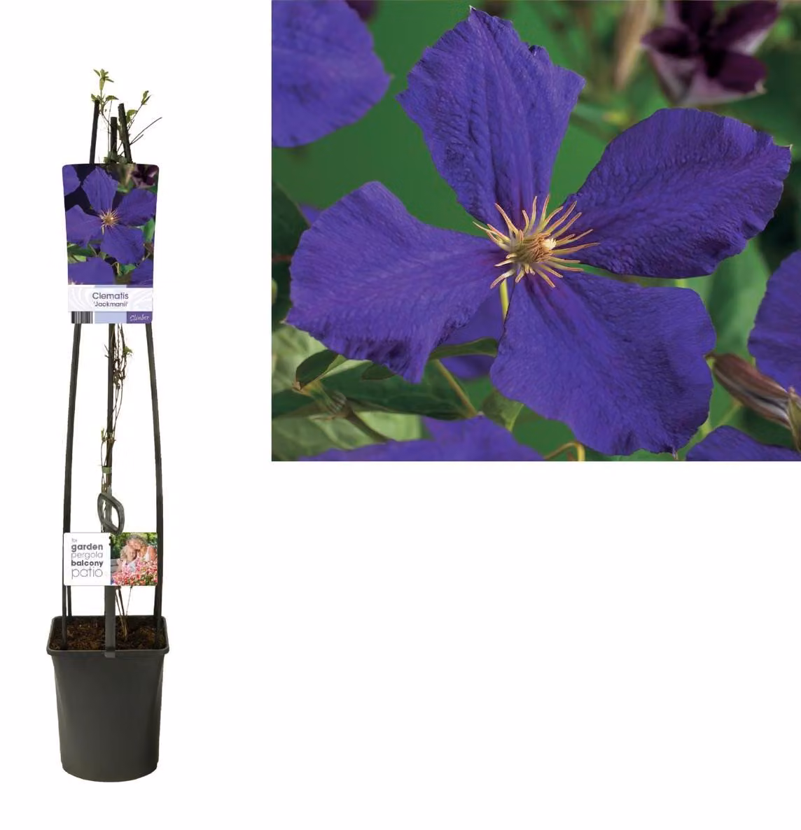 Clematide Jackmanii 60-80 cm Pianta rampicante