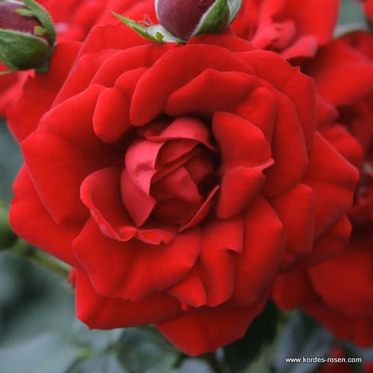 Rosa - Rosa rampicante Kordes - Rosa 'Amadeus'®