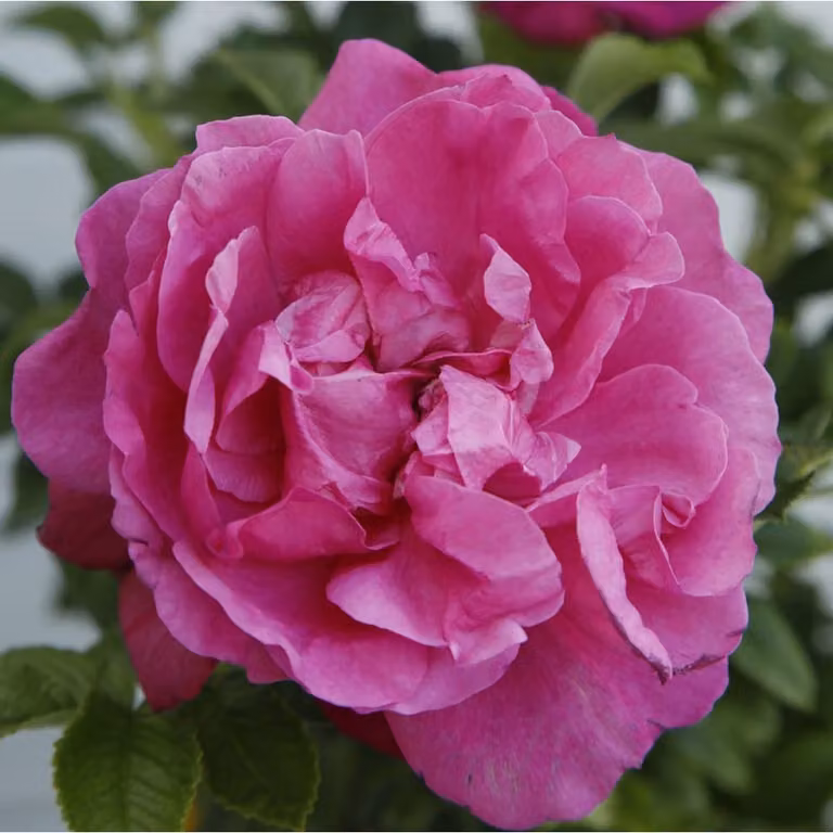 Rosa - Kordes-Rugosa - Rosa 'Purple Roadrunner'®