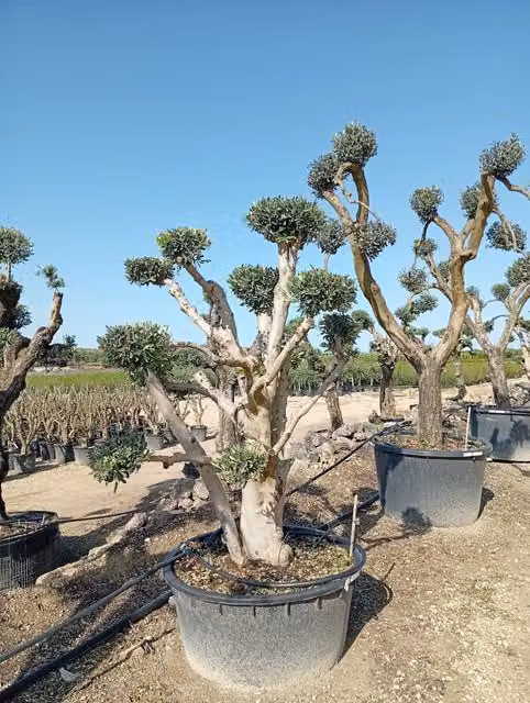 Albero ornamentale Olea Europaea Vivaio Garden Forest, verde, in vaso