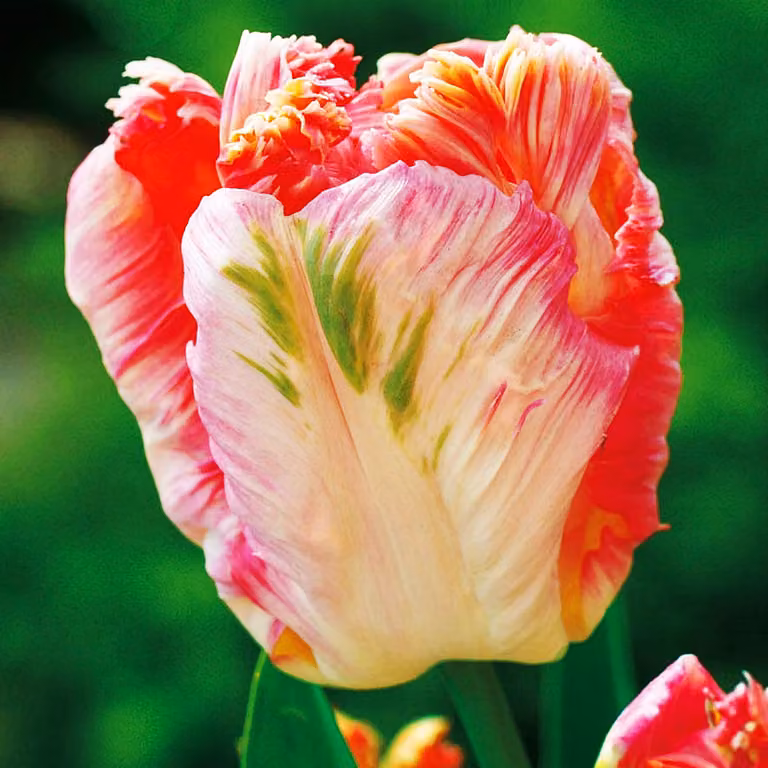 Tulipani Bulbi da fiore Bulbi da fiore Bulbi di tulipani Tulipano Albicocca Pappagallo 5 pz.