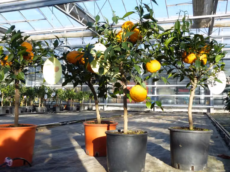 Citrus Yuzu 70 - 80 cm, albero di limone Limone, limone giapponese, resistente al freddo