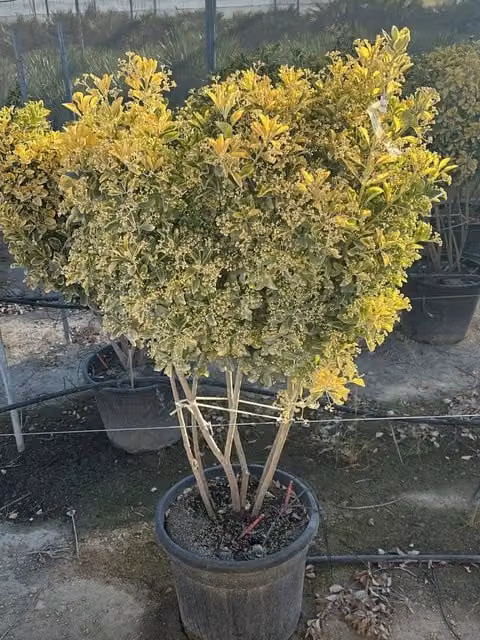 Euonymus Japonicus Multitronco Aurea di Vivaio Garden Forest, Arbusto Ornamentale Verde e Giallo in Vaso, Altezza: 110 cm