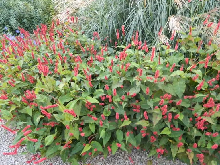 6 x Persicaria amplexicaulis 'Lisan' - Nodo delle candele - vaso 9x9 cm