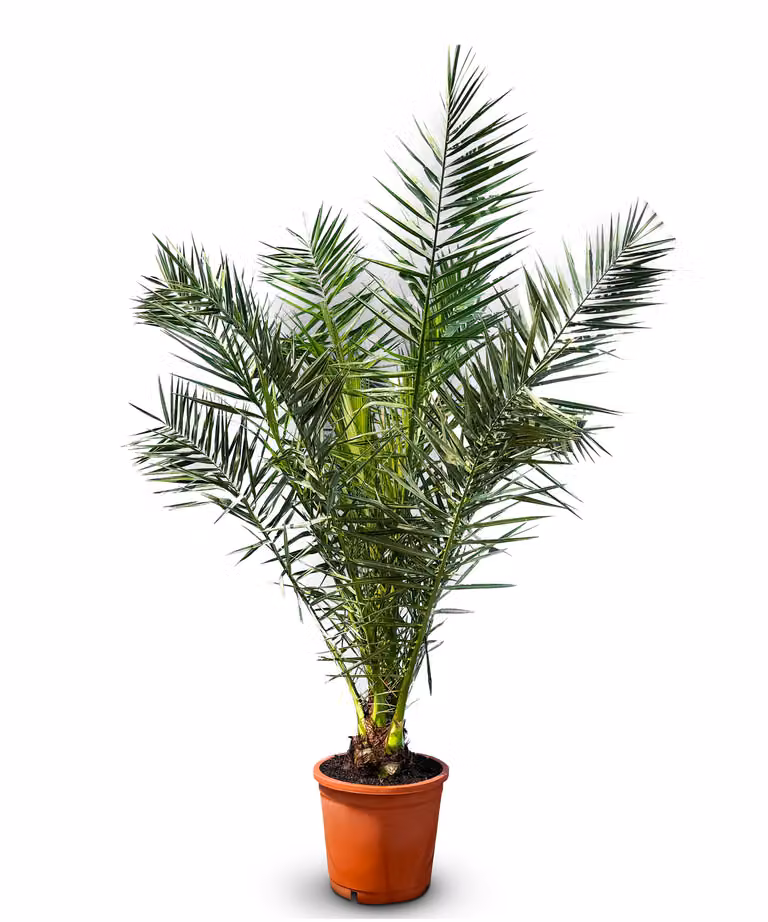 Albero del sole - Palma - Phoenix canariensis -160 centimetri - Palma da dattero delle Canarie - Palma per interni ed esterni - Piante esotiche
