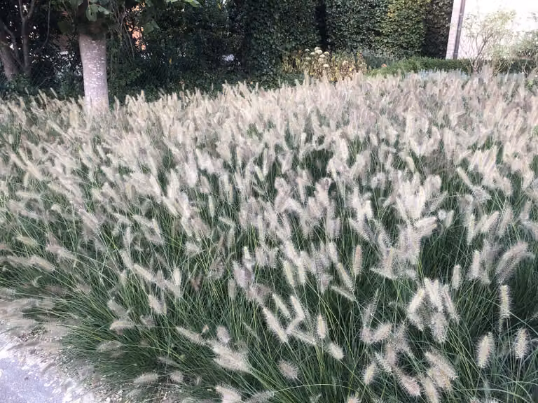 6 x Pennisetum Alopecuroides 'Hameln' - Alga bassa - Vaso 9cm x 9cm