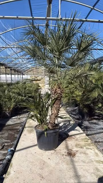 Chamaerops Humilis in vaso da Vivaio Garden Forest, pianta ornamentale verde per esterno e interno, Altezza: 60 cm, Volume: 90 Lt