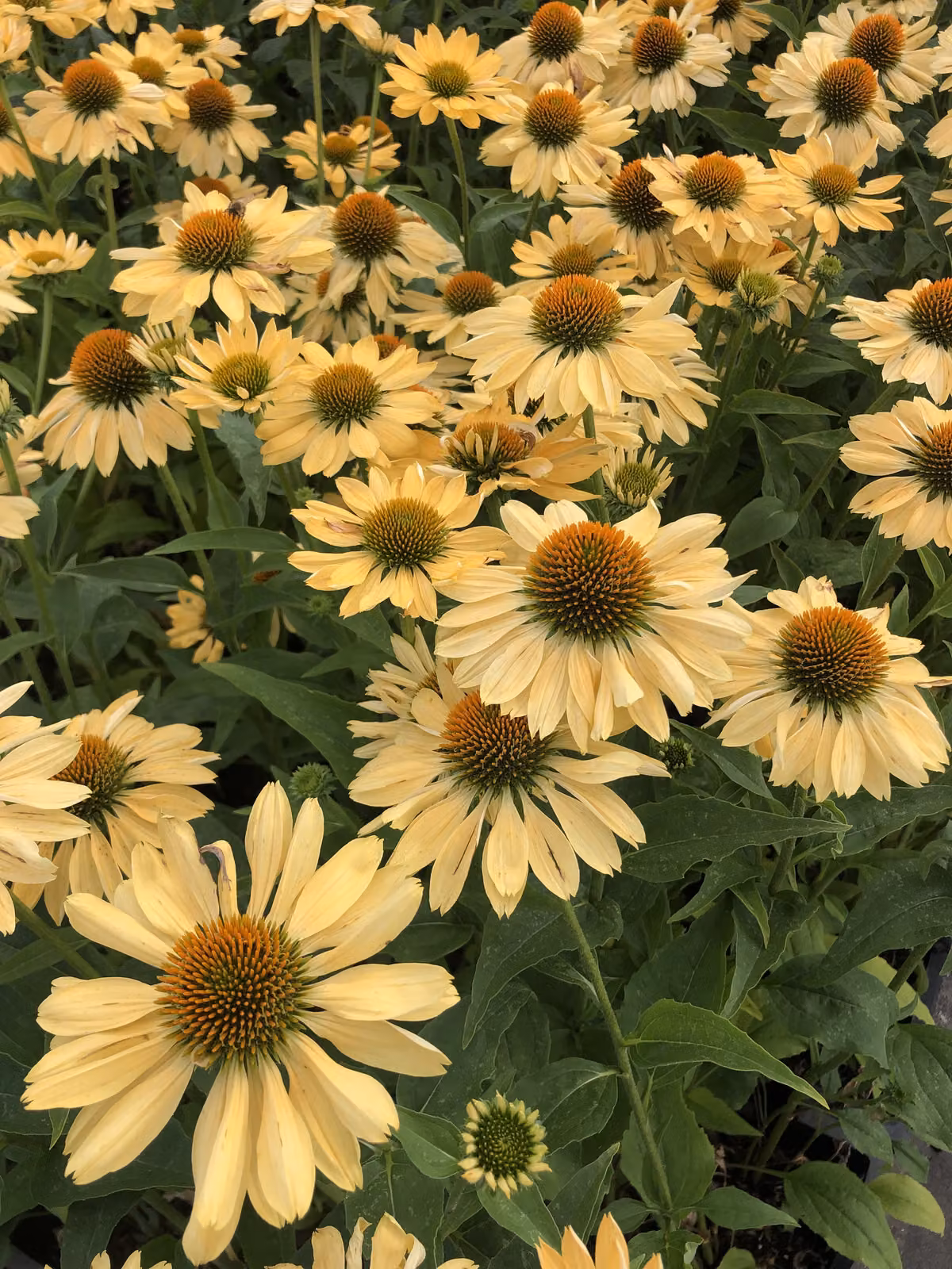 6 x Echinacea purpurea 'Aloha' - Fiore di conifera - vaso 9x9 cm