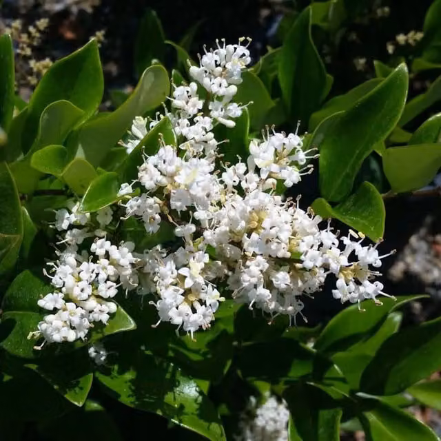 Ligustrum Texanum Cesp. 50 di Vivaio Garden Forest, pianta per siepe ornamentale da giardino