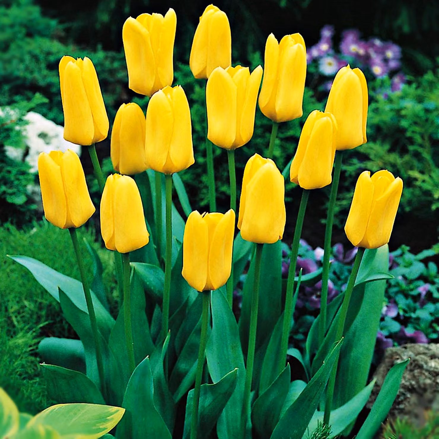 Tulipani Bulbi da fiore Fiori Tulipani Tulipani Candela 5 pz.