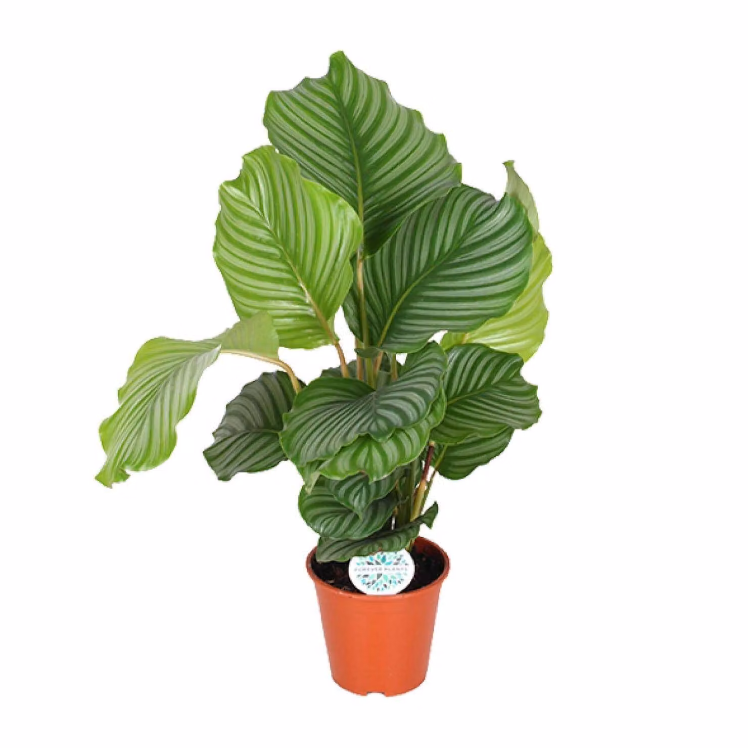 Calathea Orbifolia - Ø17Cm - ↕60Cm