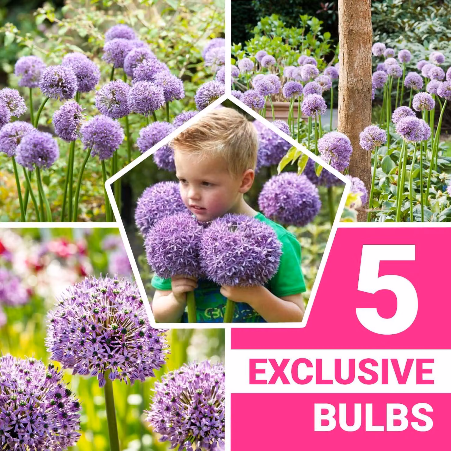 Cipolle di Allium resistenti al freddo, perenni - Gladiator - 5 bulbi - Cipolle di Allium Giganteum - Piante profumate provenienti dall'Olanda, ideali per giardino e vasi (bulbi grandi, senza semi, non trattati artificialmente)