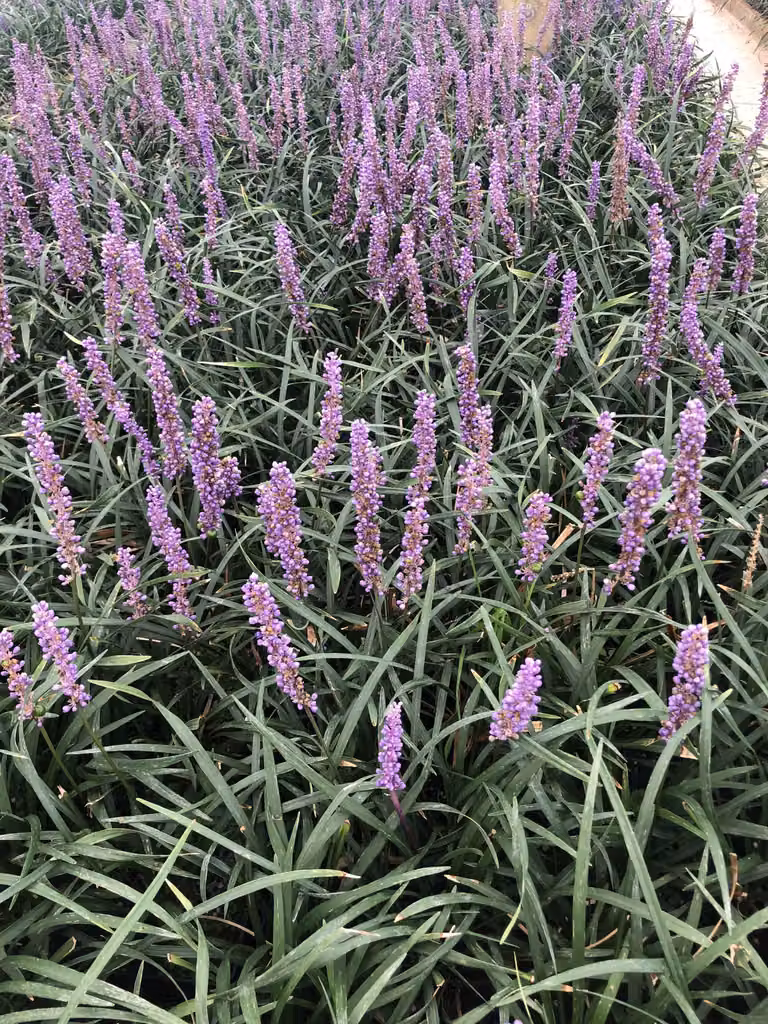 6 x Liriope muscari 'Moneymaker' - uva campanula - vaso 9 x 9 cm