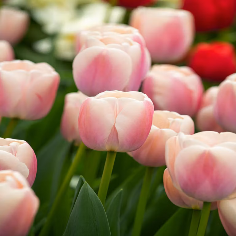 Tulipani Bulbi Fiori Darwin Tulipano Royal Pride 5 pz.