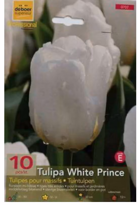Tulipa 'White Prince' - Semplicemente precoce - Bulbo di tulipano