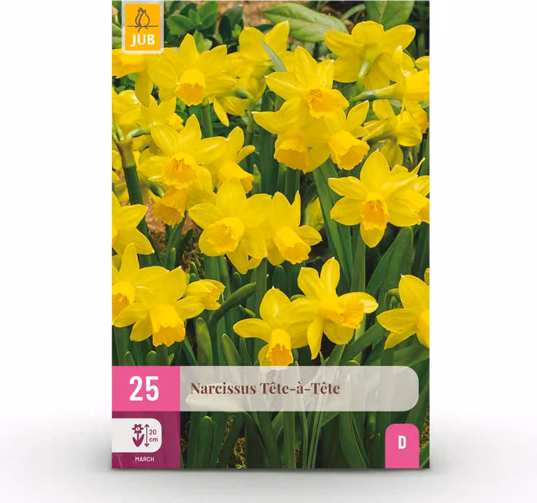 Bulbi da fiore - Narciso 'Tete-A-Tete' - Giallo - 25 piante - Bulbo misura 10/11 - 15-30cm - Ø5cm - Pianta da giardino - Multideal