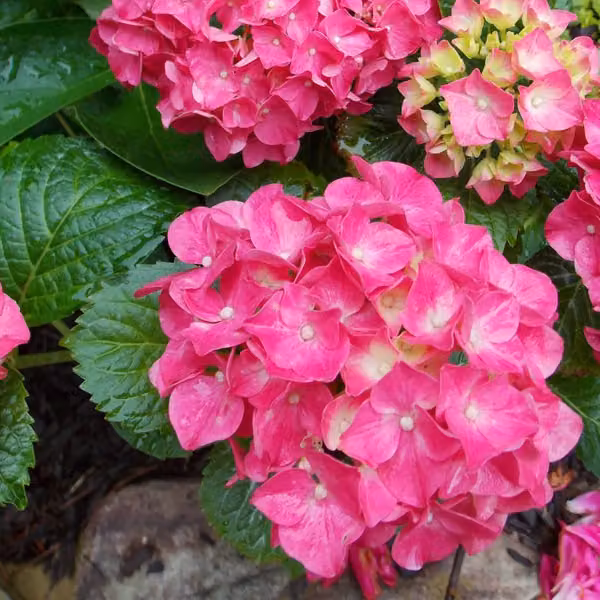 2 ortensie - *Hydrangea macrophylla* 'Glowing Embers', in vaso, altezza 25-30 cm
