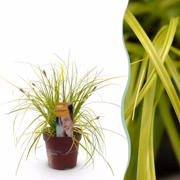 Erbe ornamentali - Carex oshimensis Everillo - Geelen - Sempreverdi - Resistenti - 40-50cm - Ø17cm - Pianta da giardino