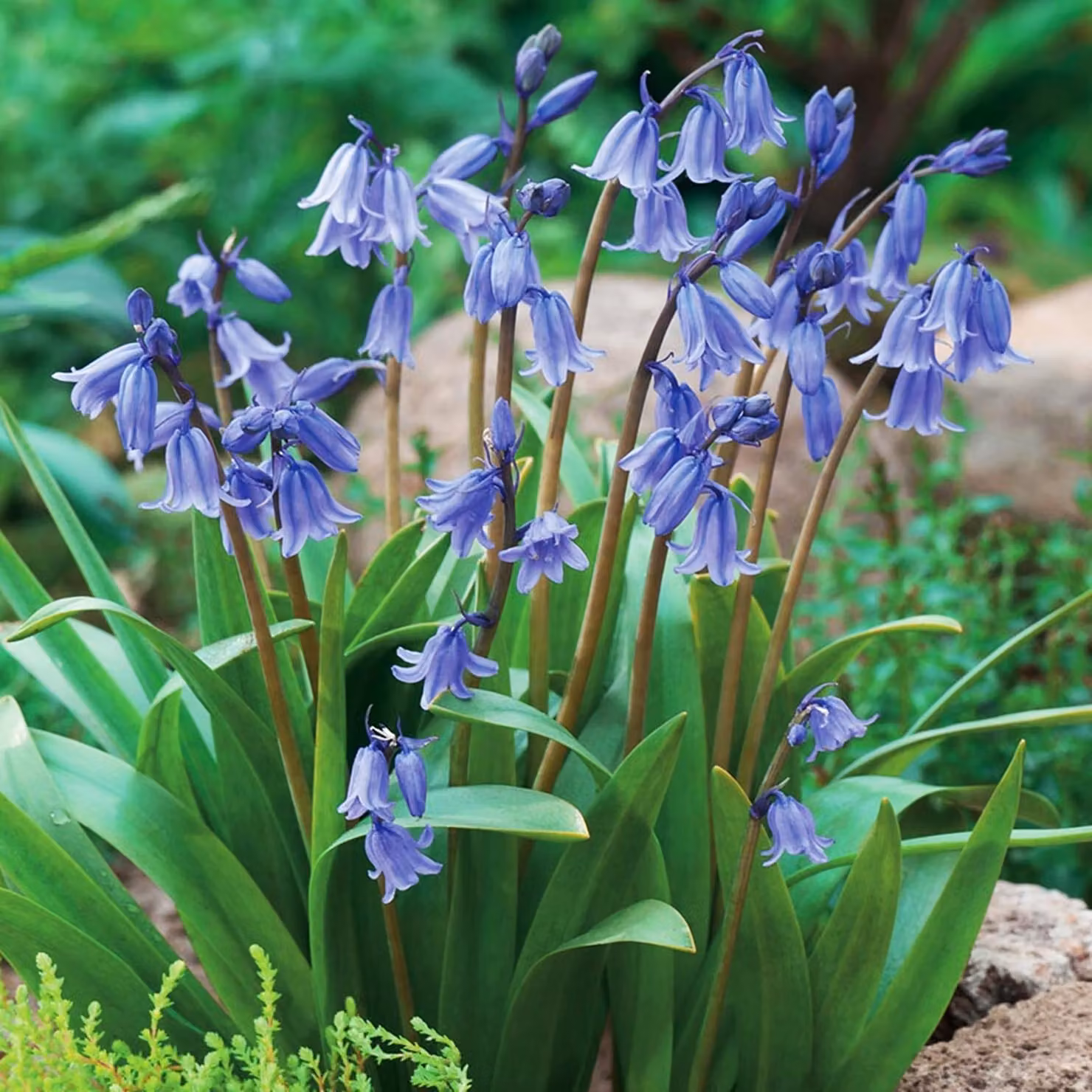 Bulbi di Hyacinthoides Bulbi di fiori Campanule Non-Scripta 5 pz.