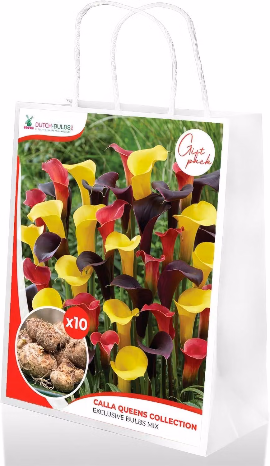 Bulbi di Calla Lily resistenti al freddo, perenni - Collezione "Regine" di Zantedeschia - 10 grandi bulbi da fiore - Piante vere provenienti dall'Olanda - adatte per giardino e vaso (non semi, non artificiali)
