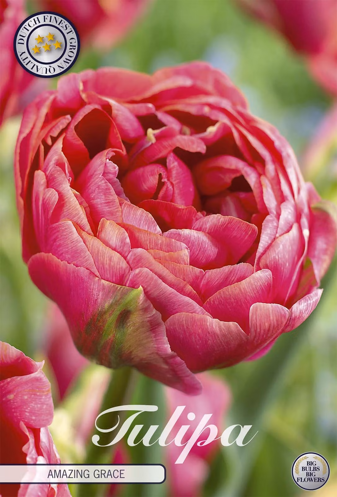 Tulipano Amazing Grace (7 bulbi) | Bulbi di tulipano di Sam van Schooten