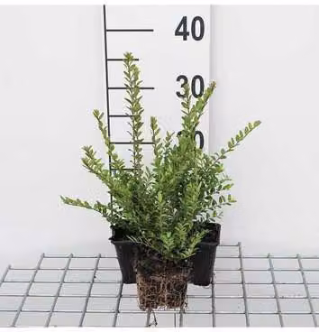 12 x Lonicera nit. 'Elegant' - Mirto da siepe, sempreverde - Vaso 9 cm x 9 cm