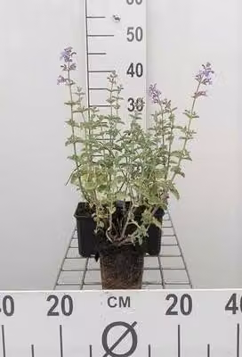 6 x Nepeta faas. 'Six Hills Giant' - Erba gatta - vaso 9 x 9 cm