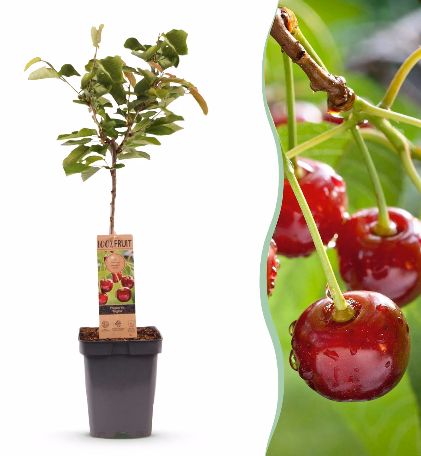Pianta da frutto - Ciliegio - Prunus avium Regina - Ciliegio rosso - 80-90cm - Ø21cm - Pianta da giardino