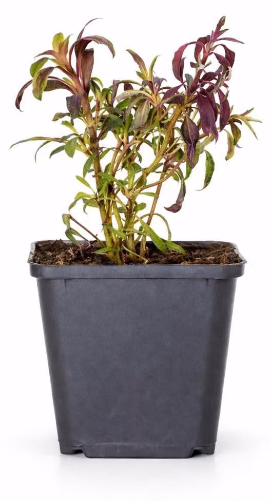 Gaura lindheimeri "Siskiyou Pink" - Candela di primavera - 9cm vaso - 10-25cm - Set con 60 piante