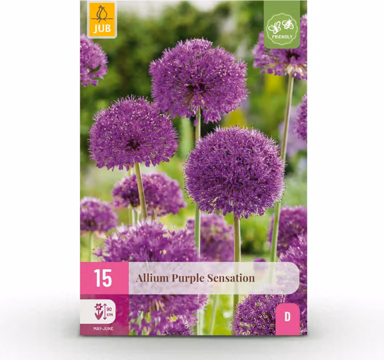 Bulbi da fiore - Allium 'Purple Sensation' - Viola - 15 unità - Bulbo di dimensione 10/12 - 50-150cm - Ø10cm - Pianta da giardino - Multideal