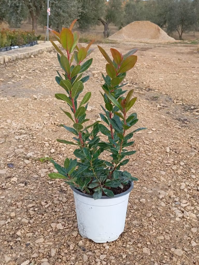 Arbutus Unedo Corbezzolo (corbezzolo) 40-60 cm / P17 - Sempreverde, decorativo, ideale per il giardino, la terrazza e il balcone - Facile da curare, resistente