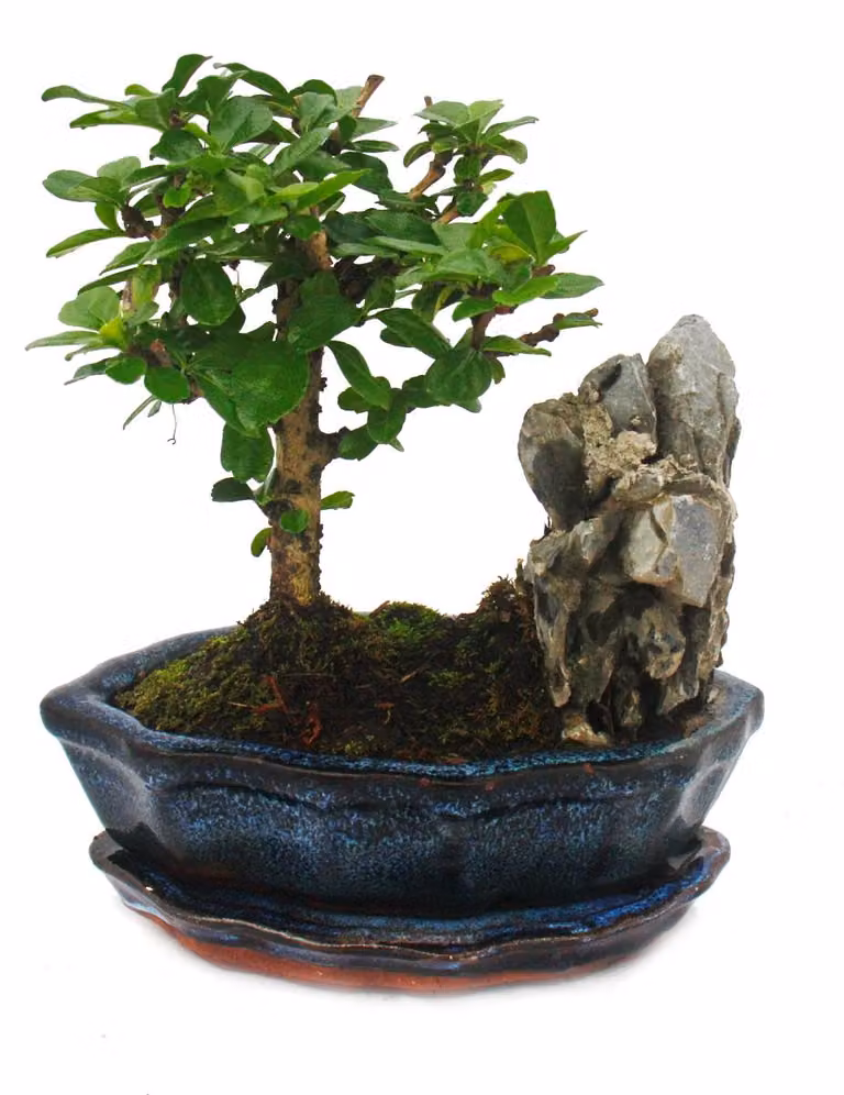 Bonsai Fukientee - Carmona microphylla - paesaggio roccioso - circa 6 anni