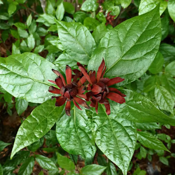 Calicanthus floridus (arbusto aromatico) | 40-60 cm, in vaso