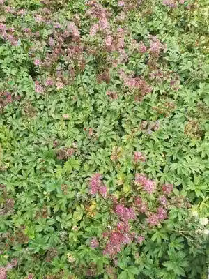 6 x Astrantia major 'Ruby Star'® - Ombrello a stella - Vaso 9 x 9 cm