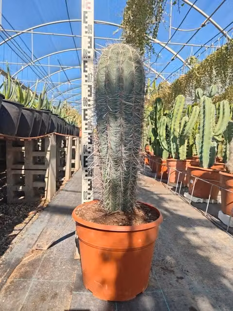 Cactus Gigante Messicano Pachycereus Pringlei Vaso 25 cm Cactacea Colonnare