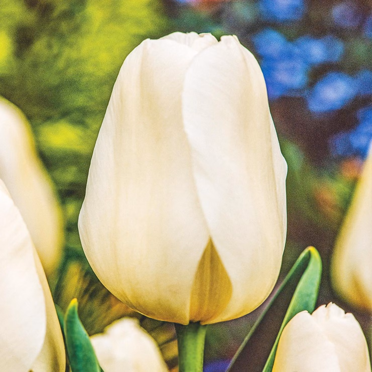 Tulipani Bulbi Fiori Tulipano gigante Catherina 5 pz.