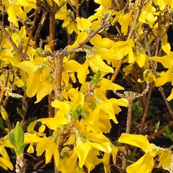 2 piante di Forsythia - Forsythia intermedia 'Minigold' | Altezza: 50-60 cm, in vaso