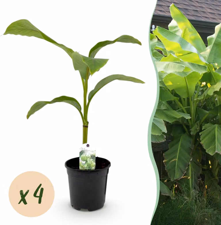 Pianta da frutto - Pianta di banano - Musa Basjoo - Difficile - 4 piante - 30-40cm - Ø20cm - Pianta da giardino