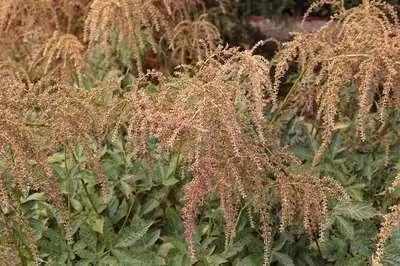 6 x Astilbe (t) 'Straussenfeder' - Prachtspiere - Topf 9 x 9 cm