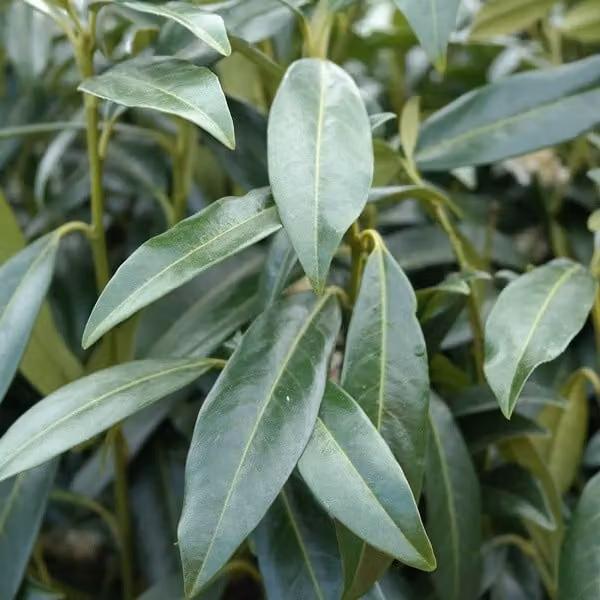 2 piante di Lauroceraso (Prunus laurocerasus 'Herbergii'), alte 40-60 cm, fornite in vaso