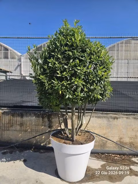 LAURUS NOBILIS (ALLORO) MULTITRONCO VASO 80 H.200/220 CON VASO BIANCO