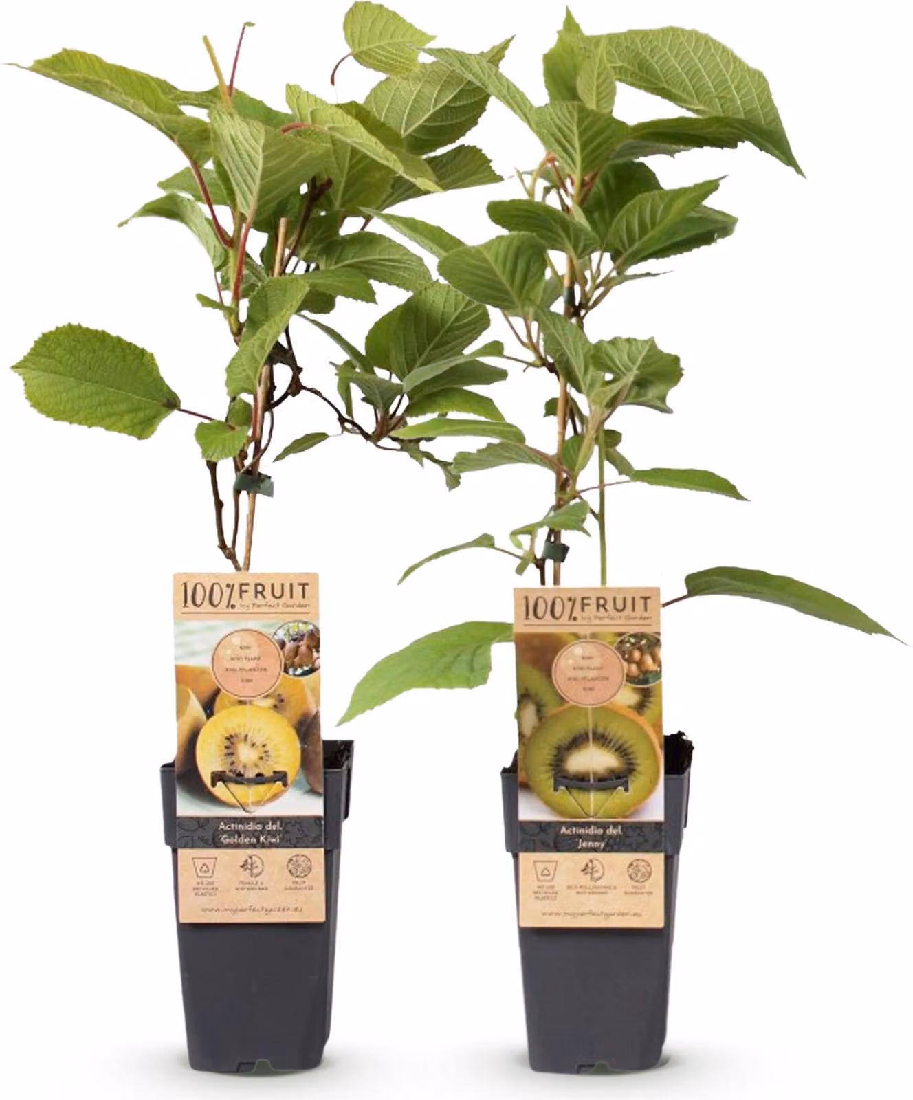 Kiwi verde e giallo - Actinidia deliciosa Jenny & Golden Kiwi - 2 piante - Pianta da frutto - 40-50cm - Ø15cm - Pianta da giardino