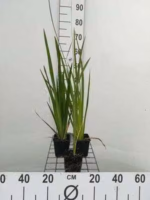 6 x Iris pseudacorus - Iris - vaso 9 x 9 cm