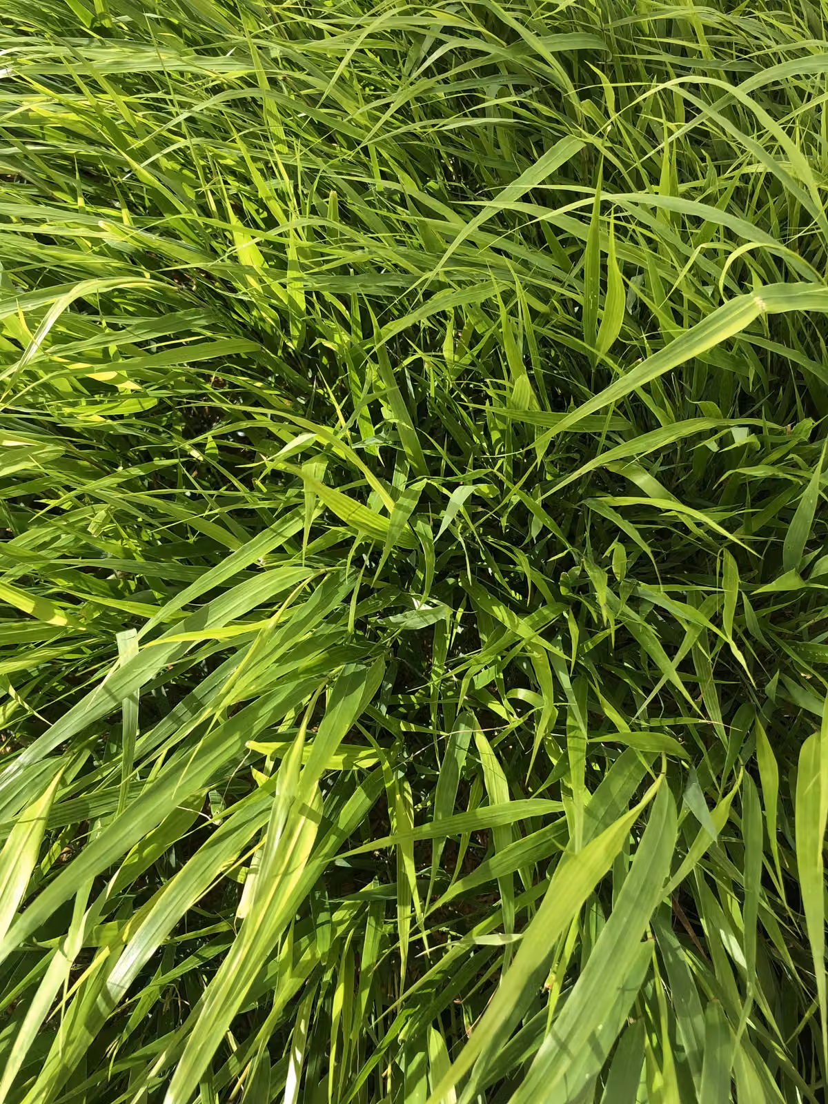 6 x Hakonechloa Macra - erba di montagna giapponese in vaso 9×9 cm
