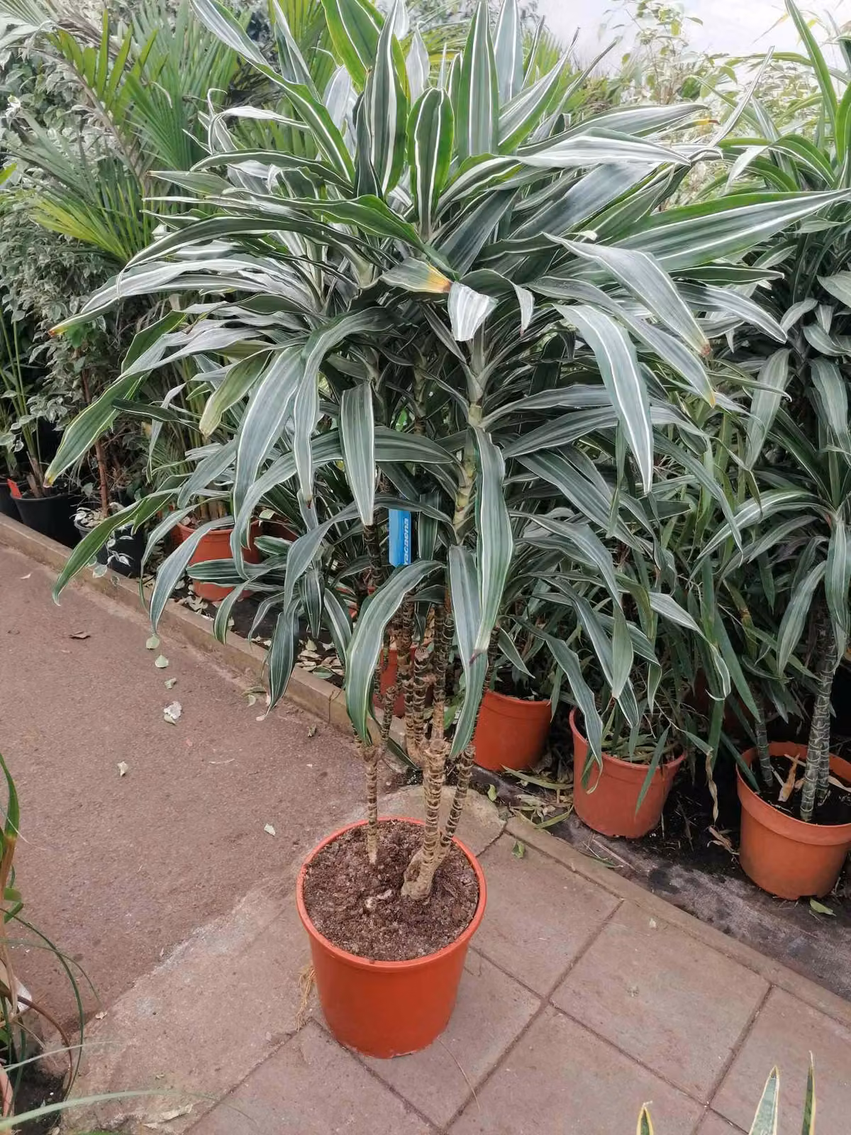 Dracaena deremensis 'Warneckii' 140 cm - Dracaena - Pianta da appartamento - Pianta verde