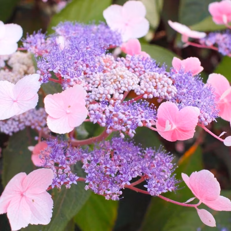 2 piante di ortensia "Samthortensie" - Hydrangea aspera 'Hot Chocolate'®, in vaso, altezza 25-30 cm