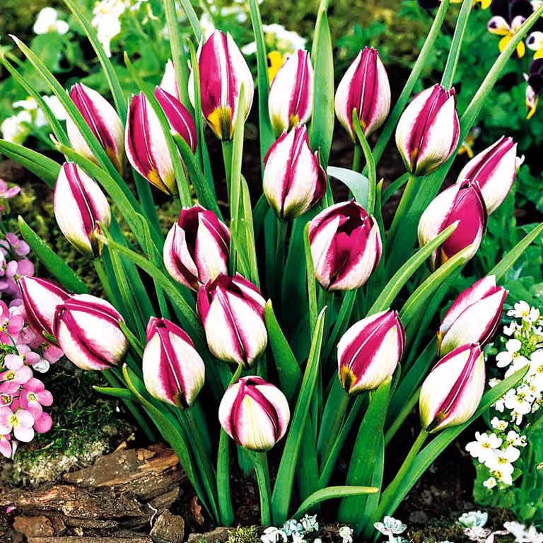 Tulipani Bulbi Fiori Tulipano botanico Perla persiana 5 pz.