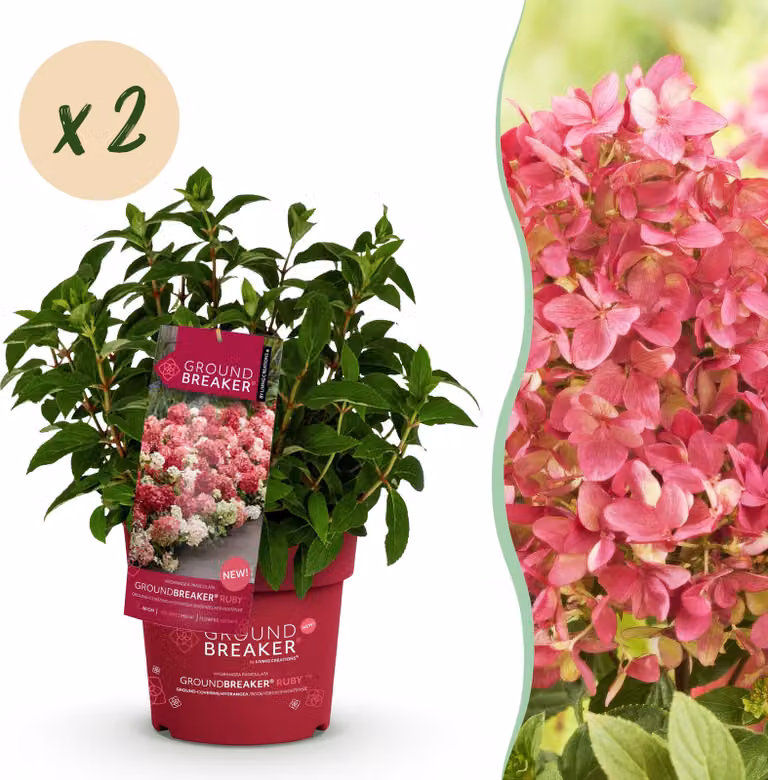 Hydrangea panniculata Groundbreaker Ruby - Ortensia - Difficile - Rosso - 2 piante - 20-25cm - Ø14cm - Pianta da giardino