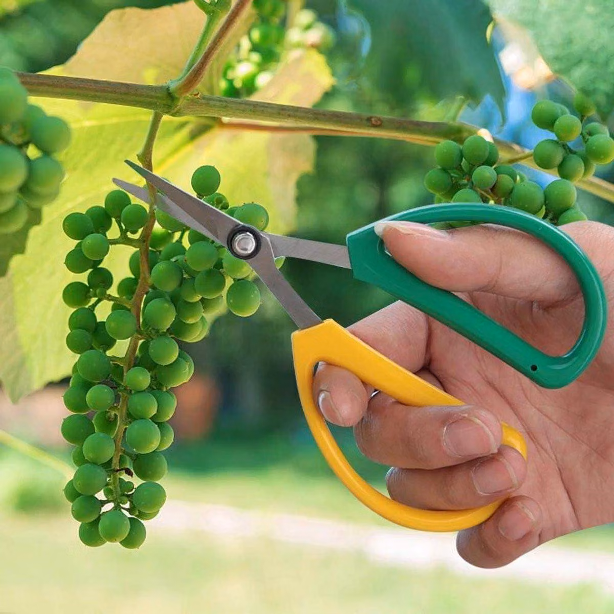 Forbici da giardino in acciaio inossidabile per fiori e bonsai, da usare a mano
