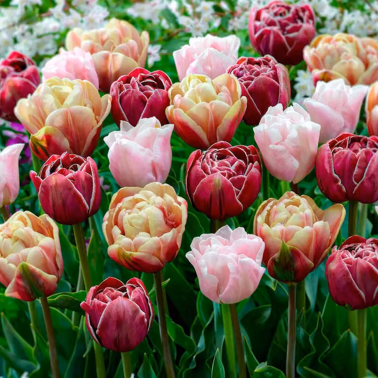 Bulbi di tulipano resistenti al freddo, perenni, con fiori doppi - 25 bulbi - Piante vere provenienti dall'Olanda - Tulipani per giardino, vasi e balconi (bulbi grandi, senza semi, non artificiali)